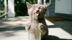 10 mitów na temat kotów, w które nie należy już wierzyć