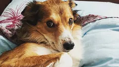 Jak rozpoznać, że pies ci nie ufa: trzy zachowania, które mylnie odbierasz jako posłuszeństwo