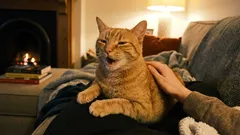 Kotka nam dziękuje, a my ją odpędzamy. Jak nie przeoczyć ważnych sygnałów wysyłanych przez naszego pupila