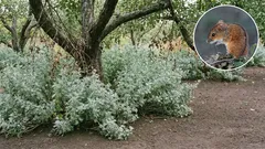 Czy myszy polne niszczą Państwa ogród? Rośliny o intensywnym zapachu i proste sposoby, które pomogą ograniczyć długotrwałe szkody.