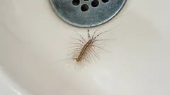 Jak na zawsze pozbyć się stonóg z domu