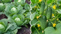  Co się stanie, jeśli posadzisz kapustę obok ogórków: błąd czy słuszna decyzja?