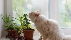 5 najbezpieczniejszych roślin doniczkowych dla zwierząt: piękno bez ryzyka dla pupili