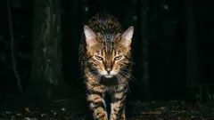 Pod żadnym pozorem nie należy hodować tych kotów! Najbardziej złośliwe rasy kotów