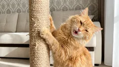 Jak oduczyć kota drapania kanapy bez karania: prosty plan w 7 krokach.