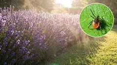 10 roślin, które pomogą odstraszyć roztocza z Twojego ogrodu