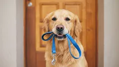 Czy to prawda, że wyprowadzanie psów dwa razy dziennie to mit?