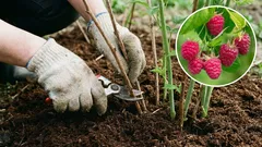 Maliny i porzeczki w kwietniu: trzy kroki, które podwoją plony. Błędy – do zapamiętania