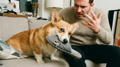 Jak rozpoznać, że pies cię nie szanuje: 7 niepokojących sygnałów