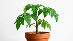 Pomidorowe drzewko w domu: jakie triki przy uprawie sadzonek pomidorów mogą okazać się pomocne