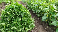 Pokrzywa to nie chwast, tylko doskonały nawóz. Pokrowiec z pokrzywy dla ogórków – to mój sekretny składnik