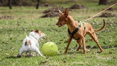 Dlaczego mój pies szczeka i szarpie smyczą, gdy widzi inne psy, i jak złagodzić tę agresję?